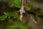 Small-leaf arrowwood